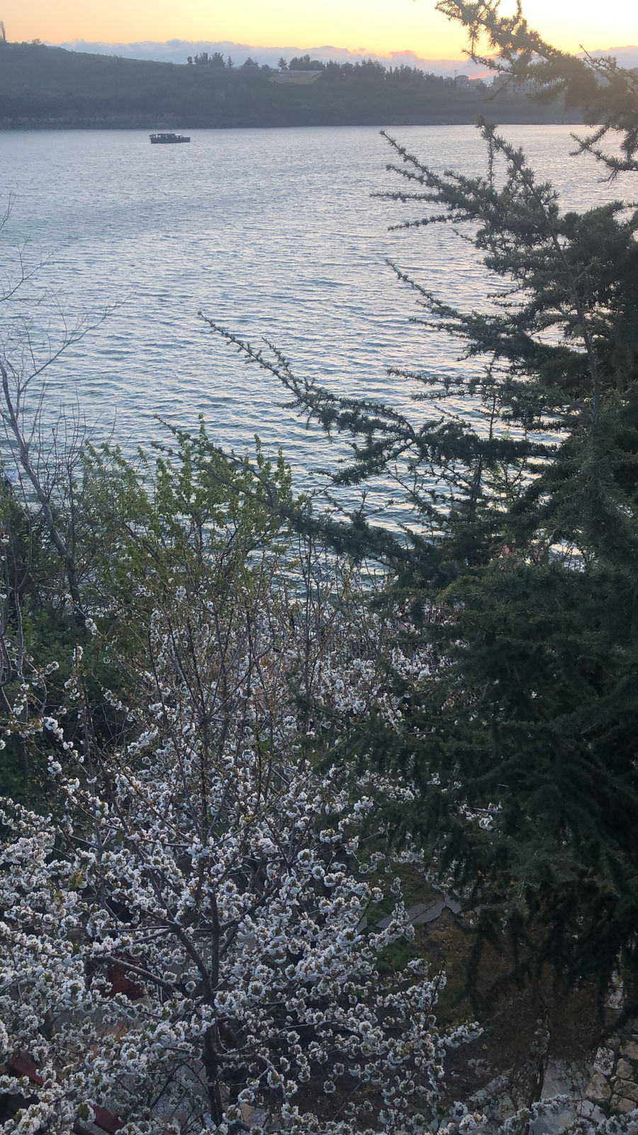 Cherry trees in blossom in the garden